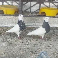 کبوتر طوقی کفتر کرمانشاهی