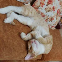 واگذاری واکسن زده شناسنامه داره|گربه|پرند, فاز ۶|دیوار