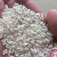 عرضه مستقیم برنج خالص عنبربو برداشت هفته پیش|خوردنی و آشامیدنی|بوشهر, |دیوار