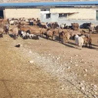 کارگر ودامداری