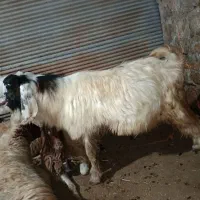 بز نر (ساورین) داشتی|حیوانات مزرعه|جوانرود, |دیوار