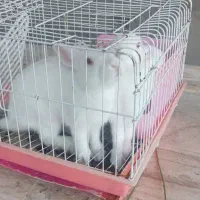 خرگوش لوپ|موش و خرگوش|مشهد, عسگریه|دیوار