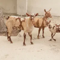 نری خطی اصل جنس|حیوانات مزرعه|بندرعباس, |دیوار