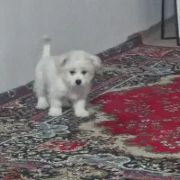 سگ بسیارخوب زرنگ شیتزو|سگ|بجنورد, |دیوار