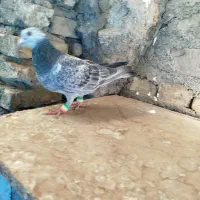 یک عدد ماده سرور غوره ای