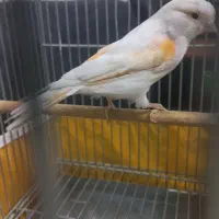 ماده قناری مزایکی جفت خور سهره