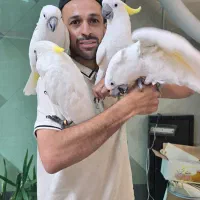 شهر کاکادو|پرنده|تهران, نارمک|دیوار