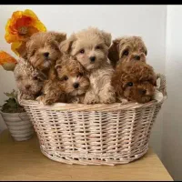 پودل رد دارک 65روزه ردلایت مایل به رد|سگ|مشهد, وکیل‌آباد|دیوار