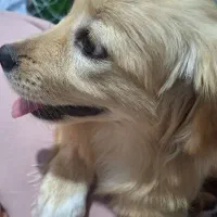 گلدن اشپیتز ماده