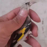 جوجه سهره