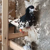 کبوتر رنگی سیاپوش شیرازی|پرنده|قزوین, |دیوار