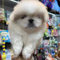 پکنیز اشرافی