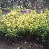 شمشادطلائی سبزطلائی|عمده‌فروشی|کلاچای, |دیوار