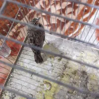 سهره ‌خاکی‌‌