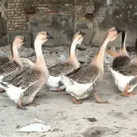 جوجه قوغاز