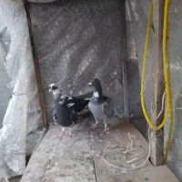 کفتر|پرنده|شیراز, کوزه گری|دیوار