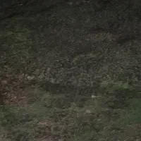 ۵۳۷۰ متر زمین در شمال کشور شالیکاری