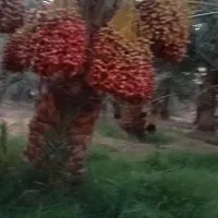 خرمای مضافتی وکلوته  داخل سرد خانه ای