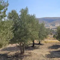 زمین ویلا مسکونی مجموعه قصر سبز صدرا|فروش زمین و ملک کلنگی|شیراز, باغشهر قصر سبز|دیوار