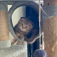 توله گربه اسکاتیش فولد اصیل