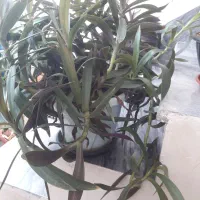 گل طبیعی|گل و گیاه طبیعی|کرمانشاه, |دیوار