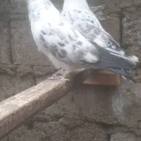 کبوترپرشی|پرنده|رشت, جهاد|دیوار