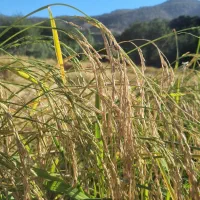 برنج دم سیاه|خوردنی و آشامیدنی|مینودشت, |دیوار