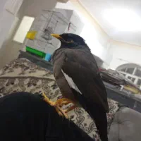فروش مرغ مینا