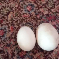 تصحیحات را بخوانید وجواب سوال خود را بگیرید|حیوانات مزرعه|بیرجند, |دیوار