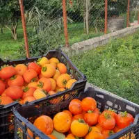 خرمالو تازه و رسیده و ارگانیک *ارسال رایگان*
