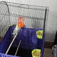 عروس هلندی|پرنده|پیر بکران, |دیوار