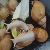 فروش حلزون آلبینو