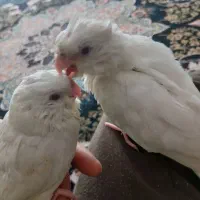 جوجه عروس هلندی آلبینو چشم شرابی|پرنده|قدس, شهر‌قدس|دیوار