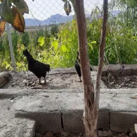 مرغ وخروس ایام سمانی