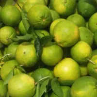 فروش نارنج خوش رنگ آب دار قیمت ۲۵