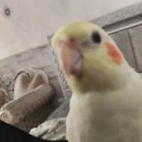 عروس هلندی گمشده|حیوانات|ماهدشت, |دیوار