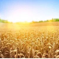 گندم درجه یک بذری