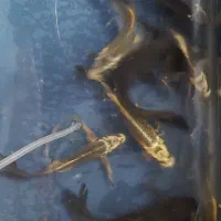 ماهی کوی سوپرباله