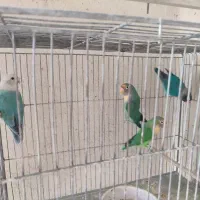 عروس هلندی|پرنده|ابهر, |دیوار