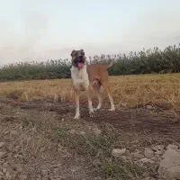 پلنگ خان جوان نژاد افغان از نسلی معتبر|سگ|تهران, زعفرانیه|دیوار