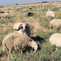 سلام قوچ درجه یک داشتی 3ساله