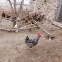 تخم مرغ تازه نطفه دار