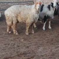 بره نر کر ذات دارکشیده هم برای کشت هم قوچی