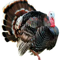 بوقلمون 5و6ماهه برنز اصل امریکا نژاد سنگین مقاوم