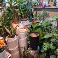 گل گیاه آپارتمانئ|گل و گیاه طبیعی|ورامین, ورامین|دیوار