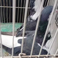 کبوتر ساده سیاه کاکلی