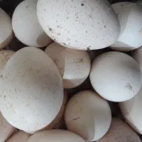 تخم بوقلمون نطفه دار