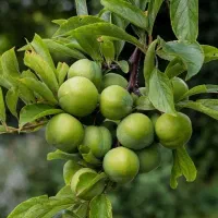 تولید نهال گوجه سبز شهریار