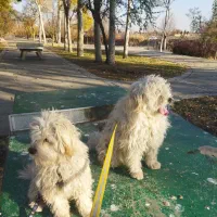 دو قلاده سگ شیتزو بازیگوش