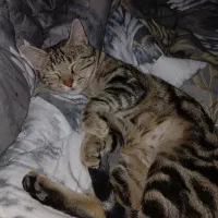 گربه ماده عقیم شده